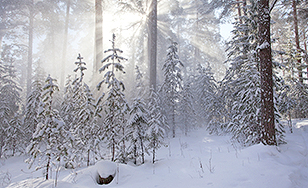 Winterliche Waldlandschaft